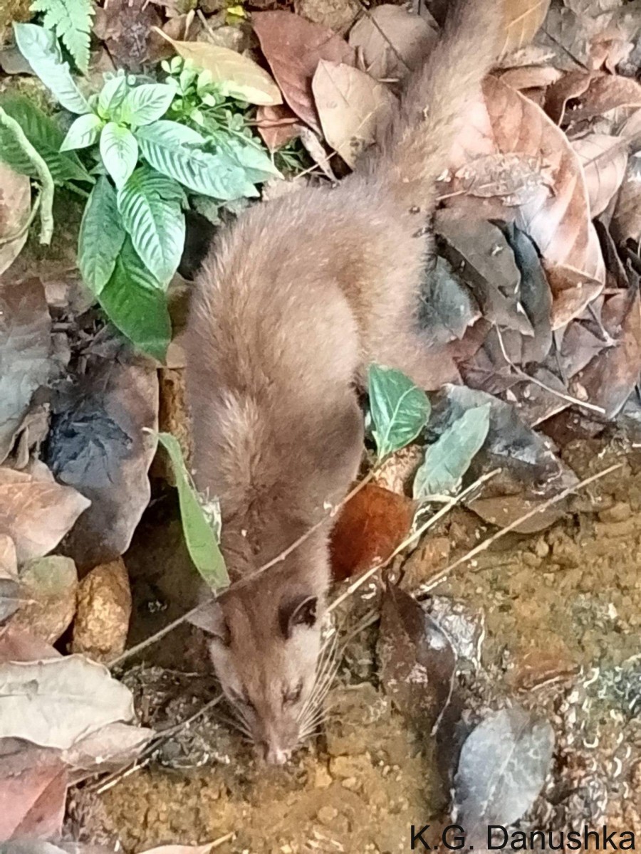 Paradoxurus aureus Cuvier, 1822